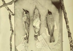 Three dead birds in a detail shot of a Mary Whalen photograph.