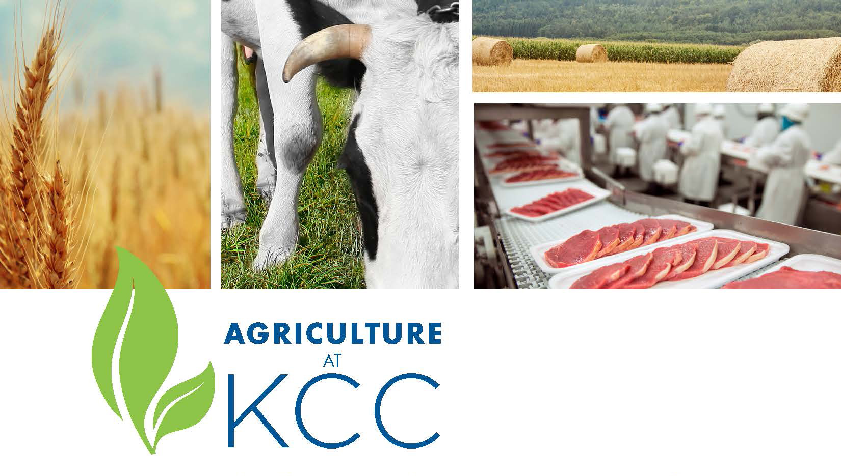Closeup photos of wheat, a cow and processed meat on a promotional slide for KCC's Agricultural Operations Program.