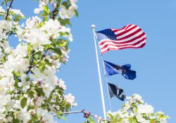 An American flag viewed through a flowering tree.