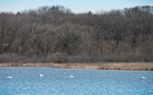 Four swans swim in Spring Lake on the North Avenue campus on Tuesday.