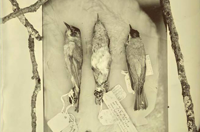 Three dead birds in a detail shot of a Mary Whalen photograph.