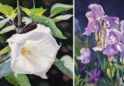 Flower paintings by Janice Garrett.