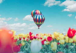 A pair of colorful hot air balloons rise into a blue sky over a field of red and yellow tulips.