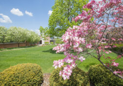 Pink flowers with green grass and trees and a blue sky in the background showing a vibrant spring landscape on campus.
