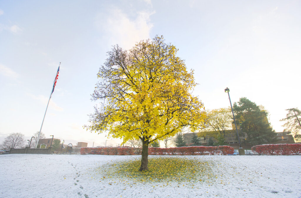 A beautiful tree on a snowy campus.