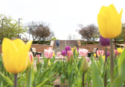 A view of a student walking up the stairs outside on campus, looking over yellow tulips in the foreground.