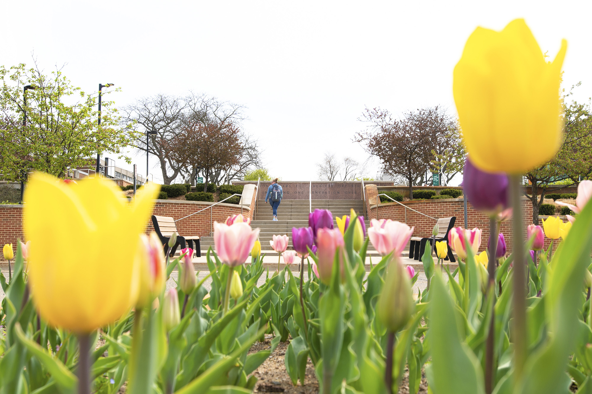 A view of a student walking up the stairs outside on campus, looking over yellow tulips in the foreground.