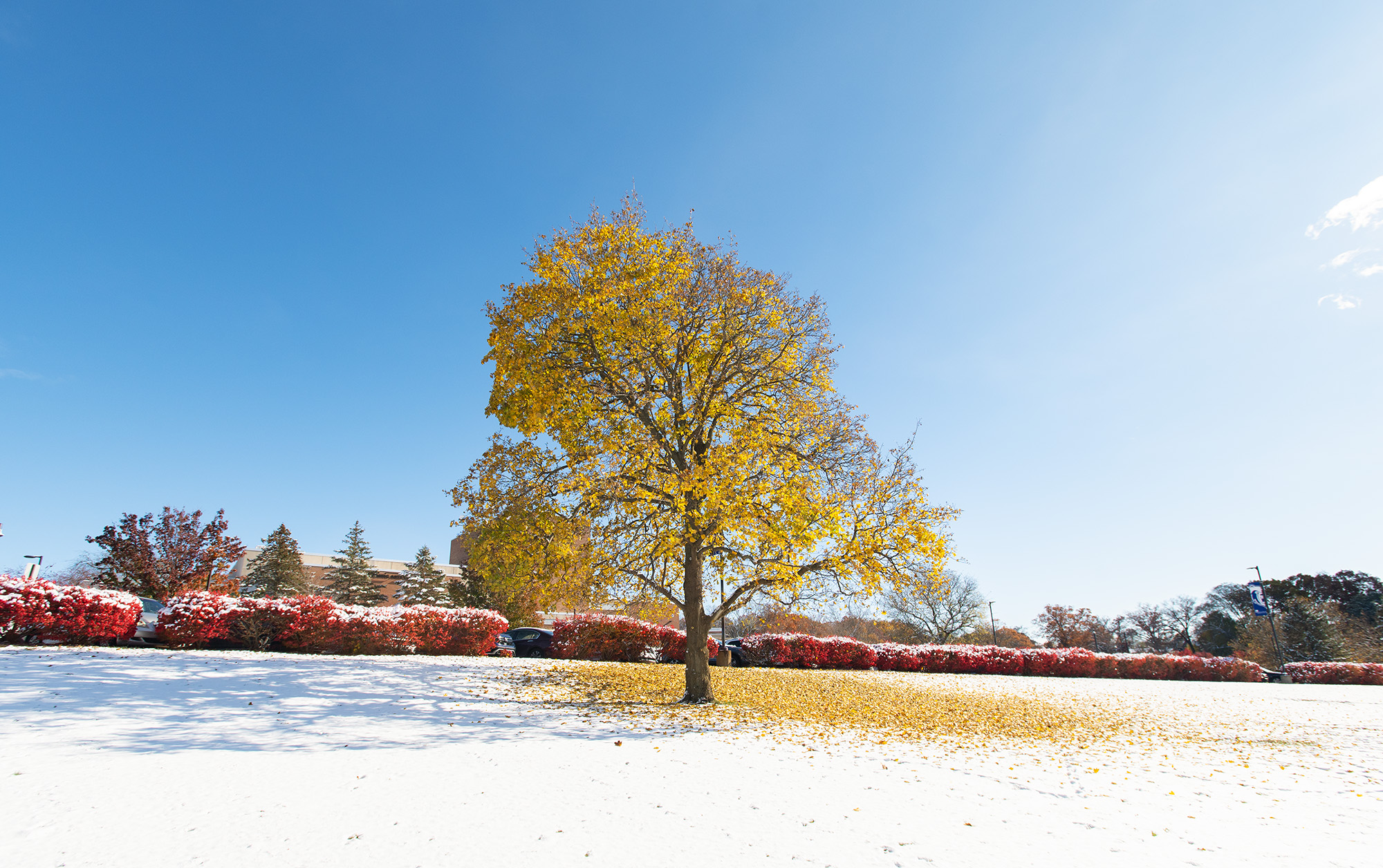 A yellow-leaved tree dropping its leaves on snowy white grass on campus.