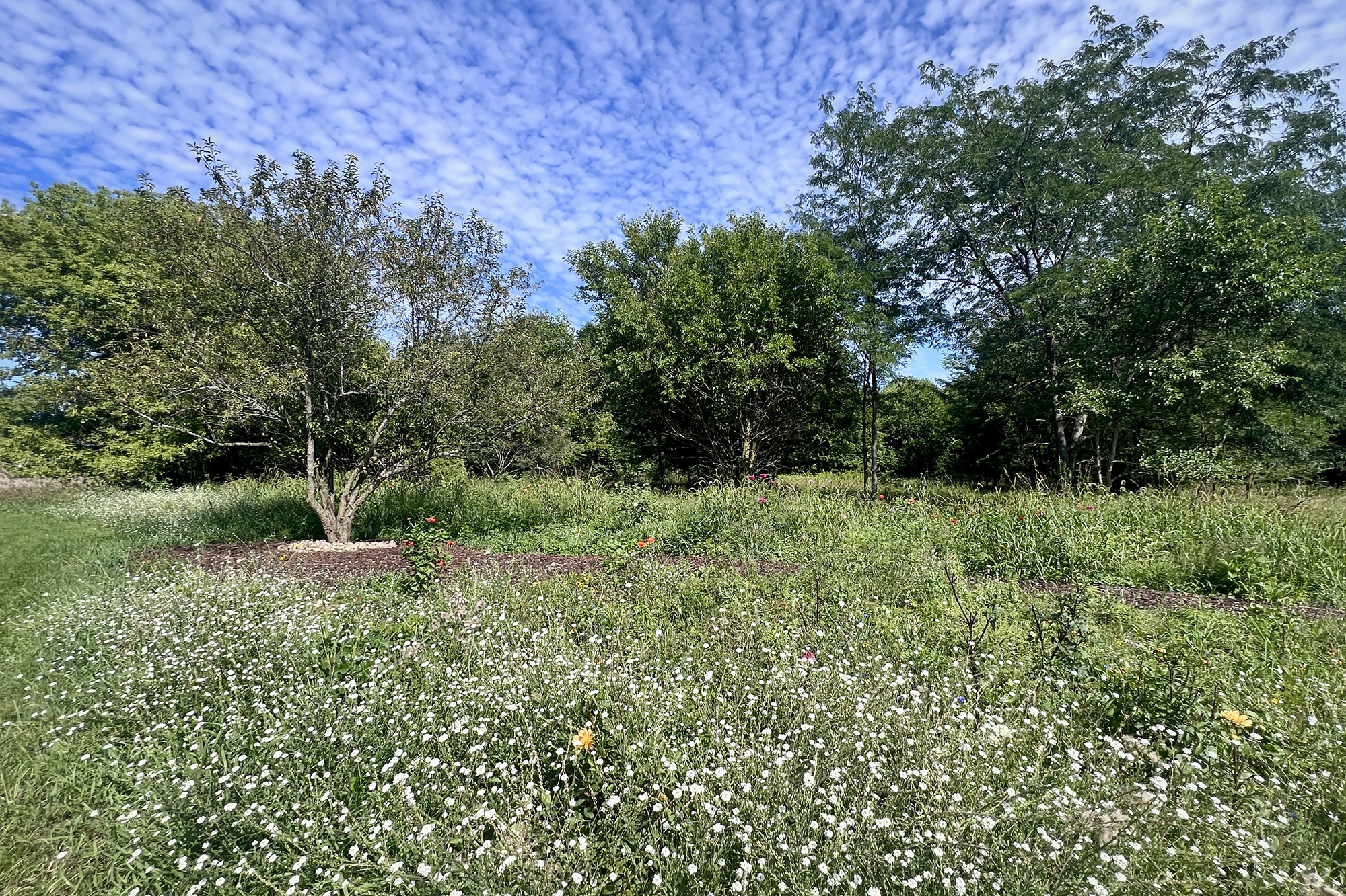 A flower-filled pollinator garden.